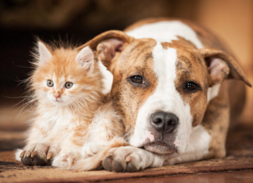 KEDİ VE KÖPEKLERDE İÇ PARAZİT KORUNMA VE SAĞALTIMI