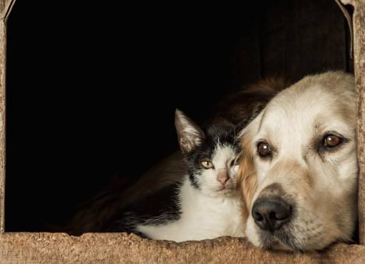 KEDİ VE KÖPEKLERDE KISIRLAŞTIRMA NEDİR, NEDEN YAPILMASI ÖNERİLİR?