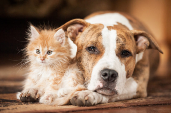 KEDİ VE KÖPEKLERDE İÇ PARAZİT KORUNMA VE SAĞALTIMI