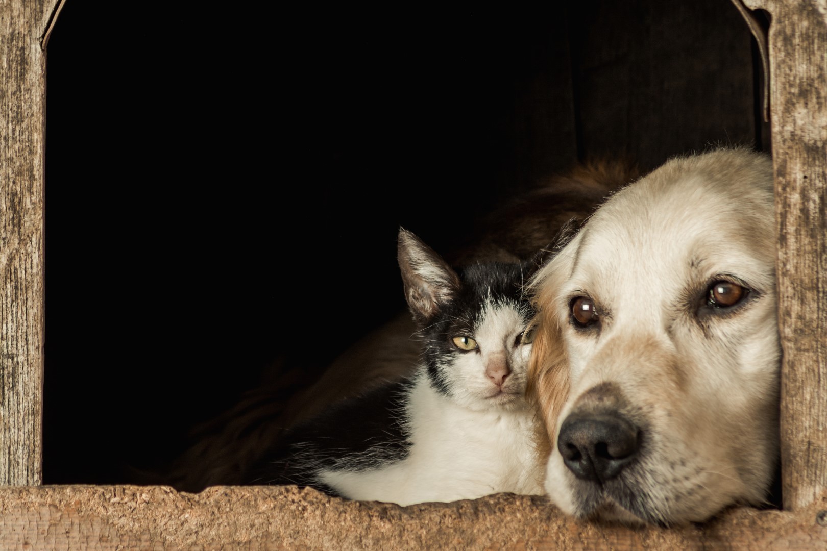 dişi köpek kısırlaştırma sonrası